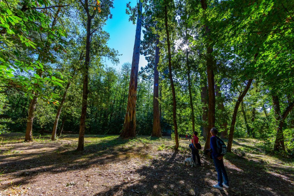 Le Domaine de la Bourdaisière/aufildeslieux.fr/ Forêt du Domaine de la Bourdaisière © Borja Merino Le Domaine de la Bourdaisière/aufildeslieux.fr/ Forêt du Domaine de la Bourdaisière © Borja Merino