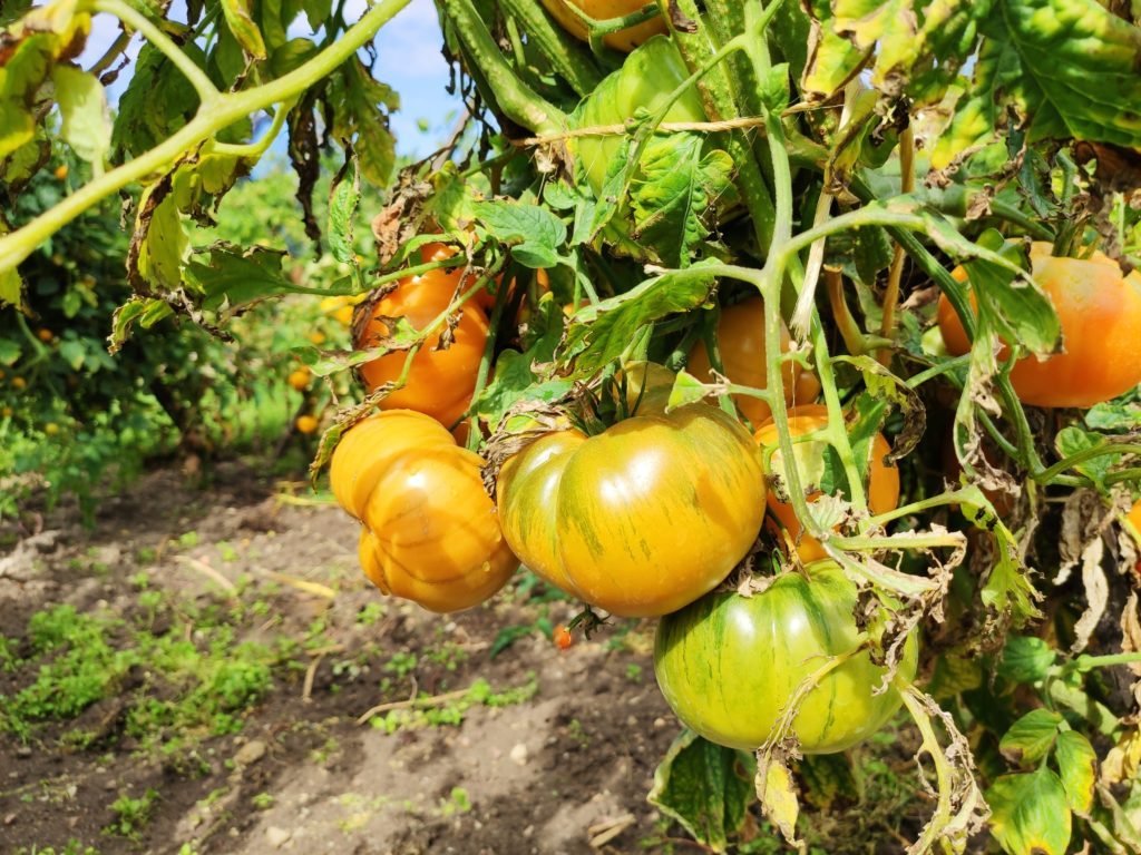 Le Domaine de la Bourdaisière/aufildeslieux.fr/ Conservatoire national de la Tomate© Katherine HIBBS Le Domaine de la Bourdaisière/aufildeslieux.fr/ Conservatoire National de la Tomate © Katherine HIBBS