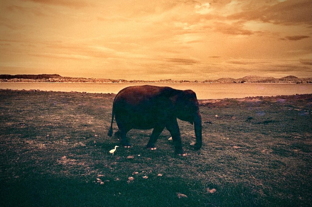 La plus belle larme de Bouddha/www.aufildeslieux.fr/ Un éléphant accompagné d'une aigrette blanche- Photo © K.HIBBS