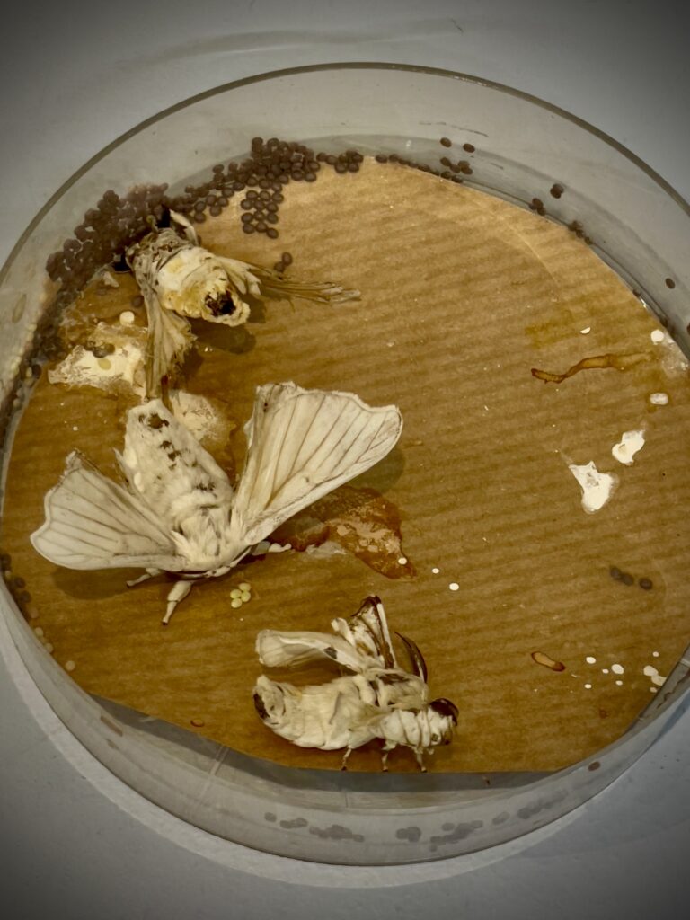 Le musée des Soieries Bonnet/www.aufildeslieux.fr/ Chrysalides-Photo © K.HIBBS