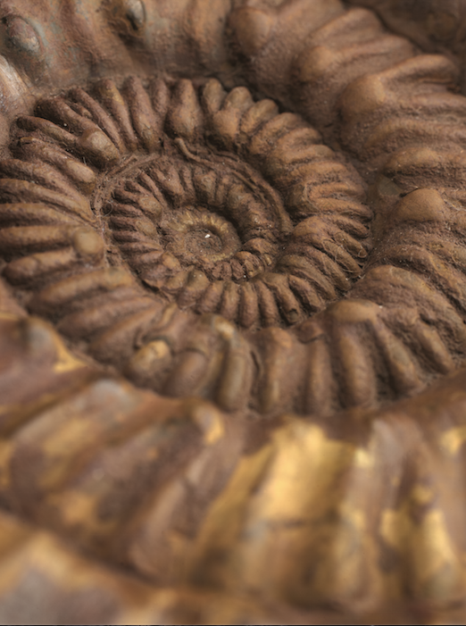 2: Lyon: Origines:fossile ammonite:Confluences©P.O Deschamps