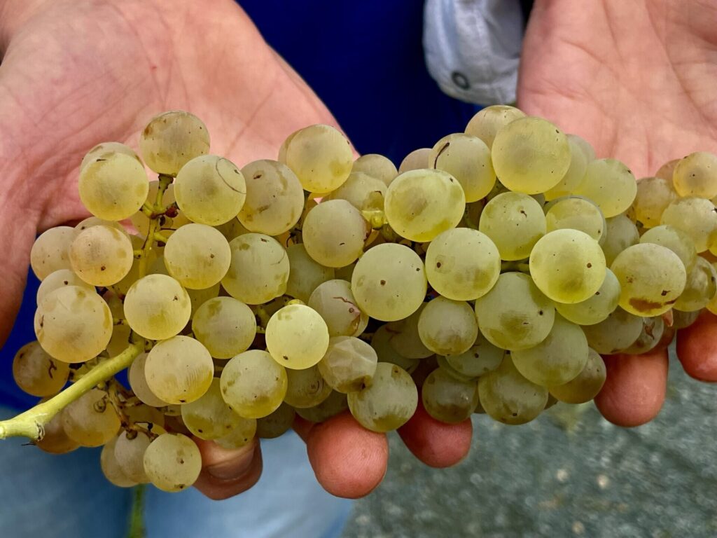  L'art de vivre en Saintonge/www.aufildeslieux.fr/ Une jolie grappe d'Ugni blanc au domaine H.Begey © K.HIBBS