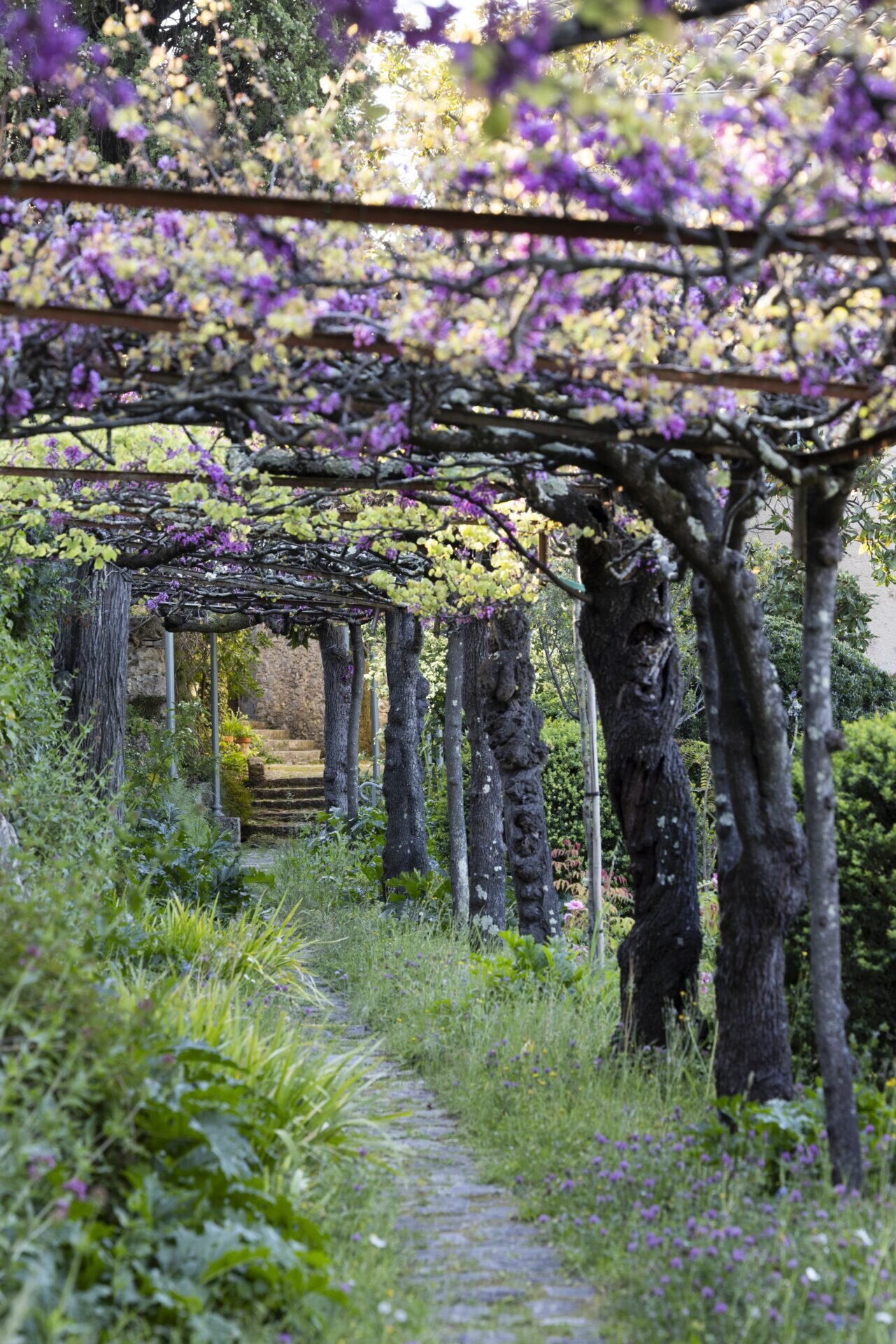 Jean Mus, Le bonheur de vivre/www.aufildeslieux.fr/La Glycine de Chine de La Contenta-Grasse -2025 © Matteo Carassale
