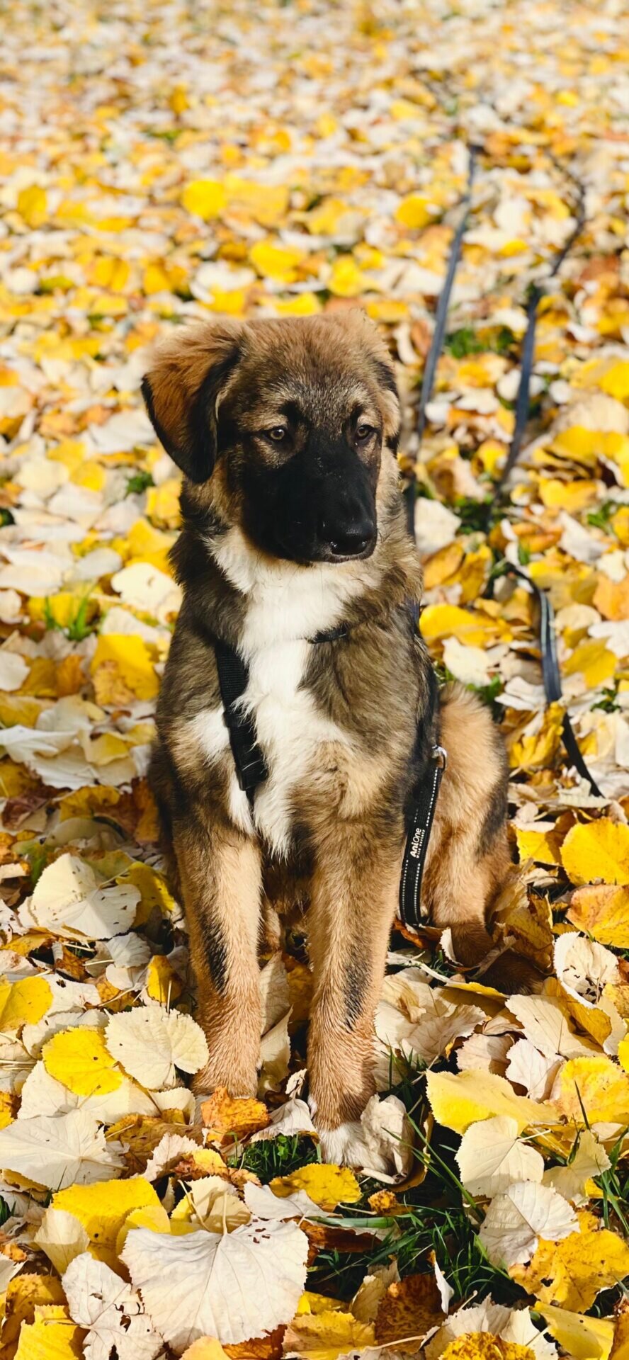 L'univers de Choupette chez Maison du Monde/www.aufildeslieux.fr/Rouky, la mascotte d' Au fil des lieux- Photo © Elsa Hibbs