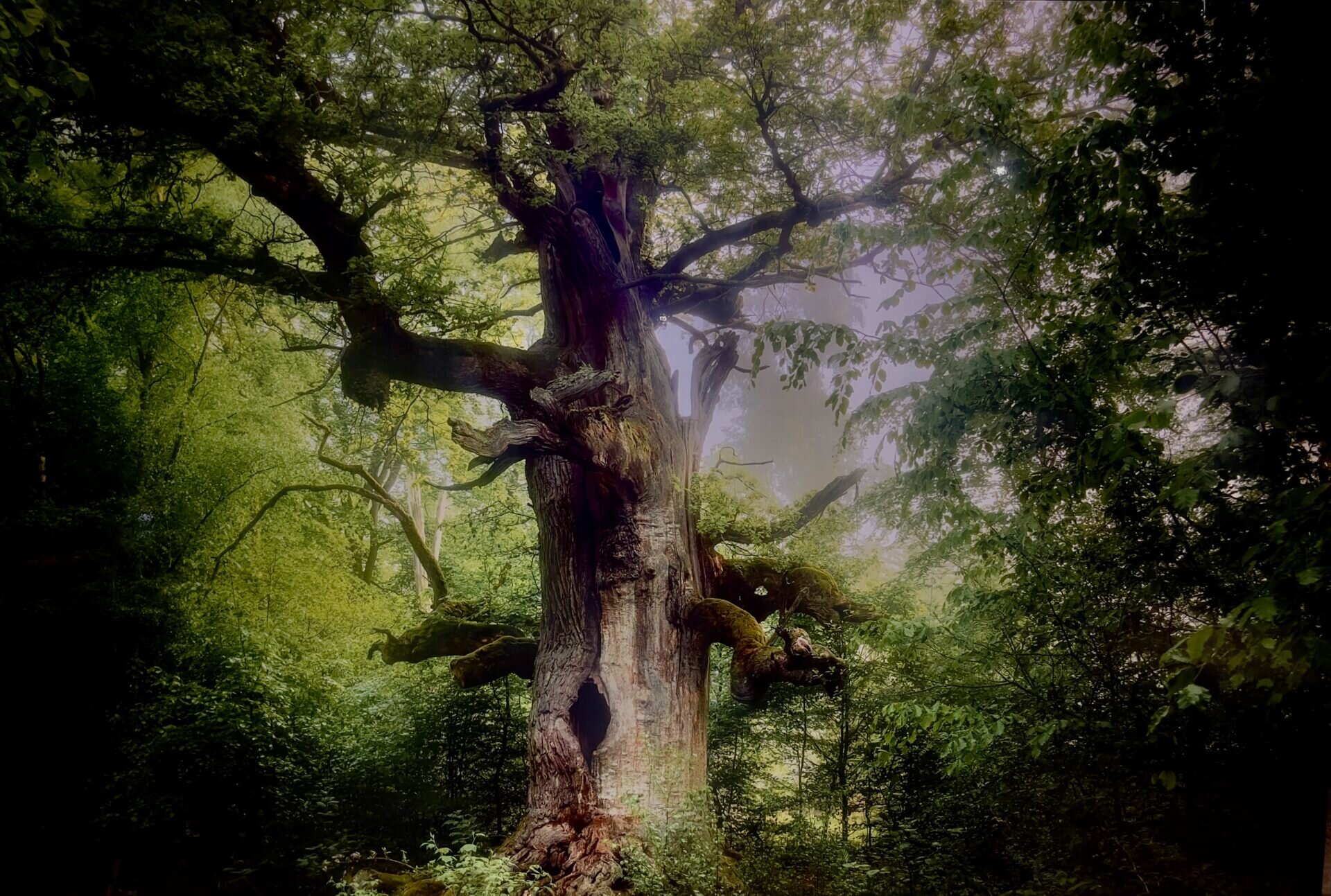 La Ruhr, entre nature et patrimoine industriel/www.aufildeslieux.fr/Chêne anglais vieux de 500 ans dans la forêt de Reinhard en Allemagne. ©Killan Schönberger