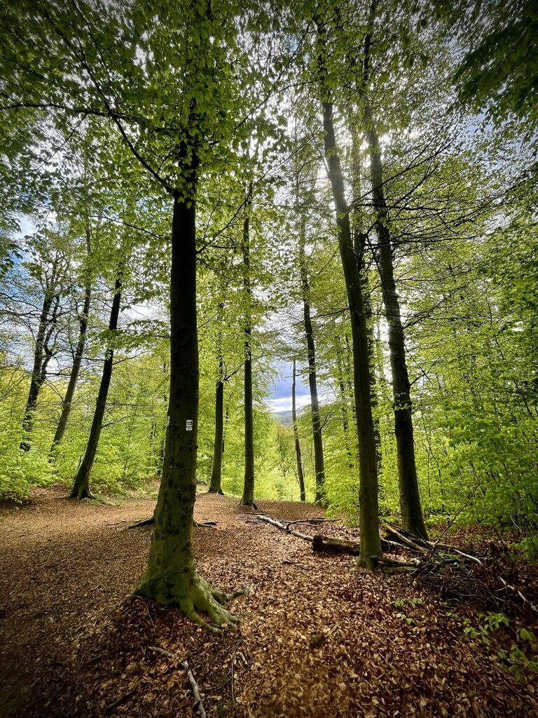 La Ruhr, entre nature et patrimoine industriel/www.aufildeslieux.fr/Forêt du sud de la Ruhr © K.HIBBS