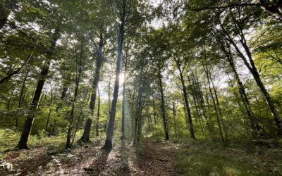 Une chasse aux truffes en Haute-Marne