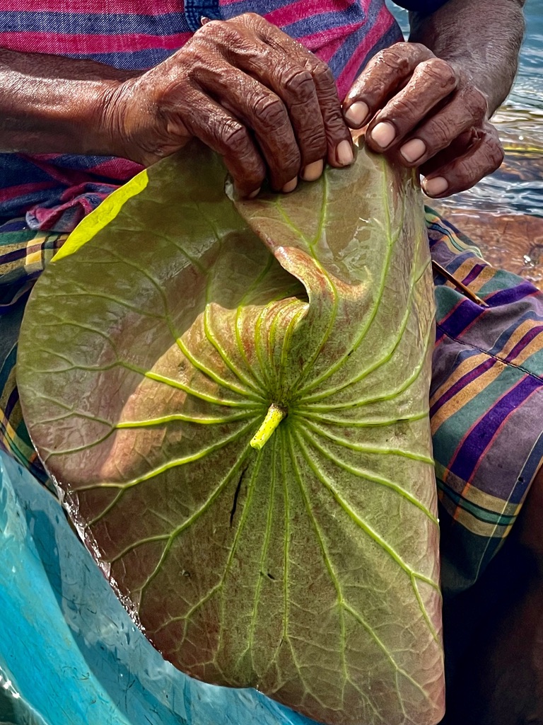 La plus belle larme de Bouddha/www.aufildeslieux.fr/ Fabrication d'un chapeau avec une feuille de nénuphar- Photo © K.HIBBS