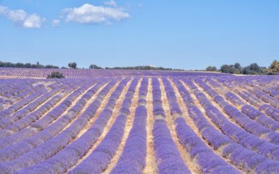 Évasions Estivales de Collines de Provence