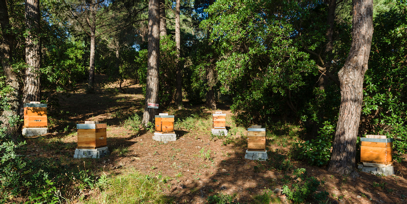 6:Messardière: Les ruches
