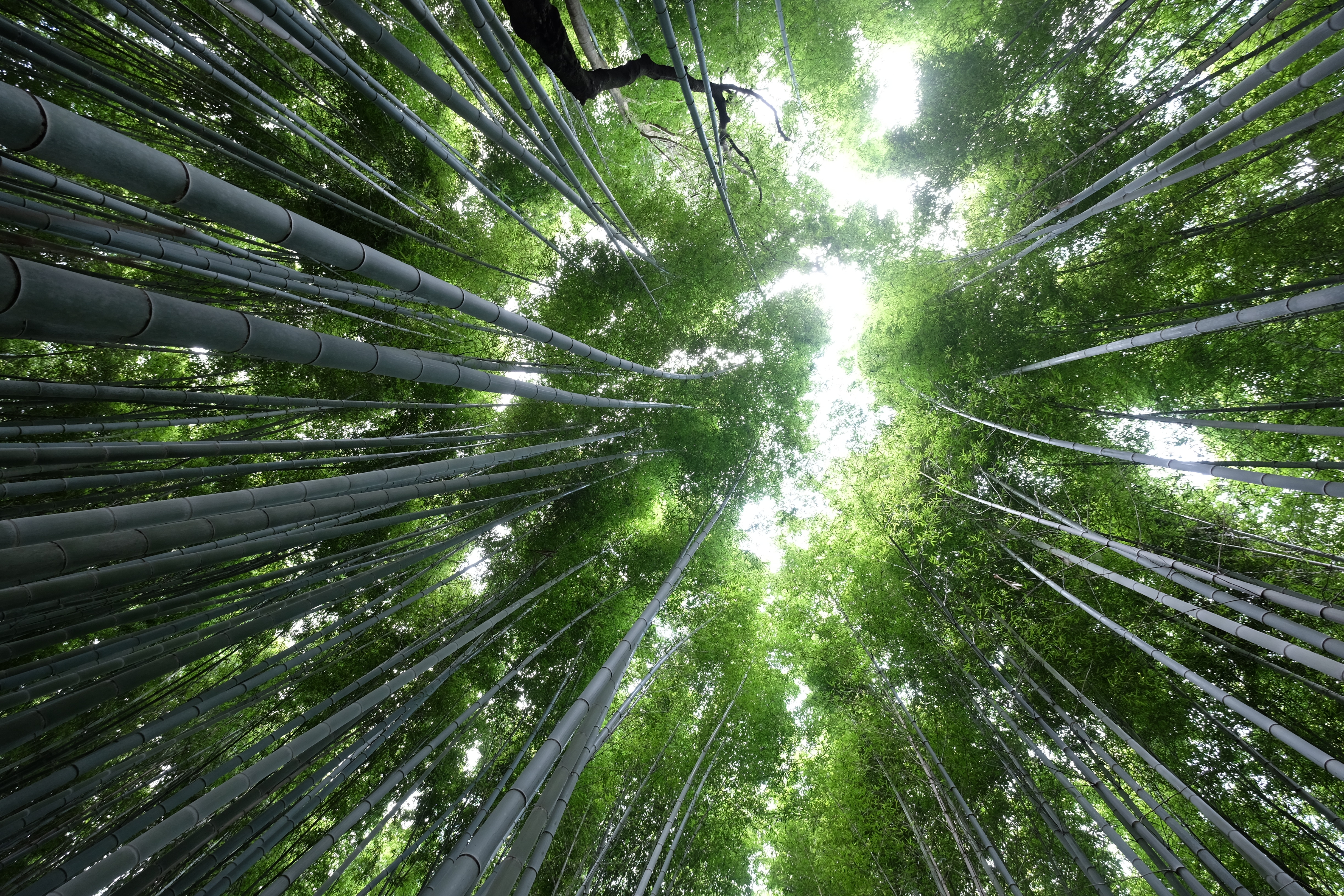 Japon contradictions/aufildeslieux.fr/ bambouseraie d' Arashiyama à Kyoto ©Katherine HIBBS