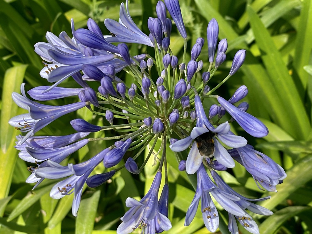  Un été indien à Antibes-Juan-Les-Pins/www.aufildeslieux.fr/Magnifique plumbago dans le jardin de la villa Eilenroc © K.HIBBS