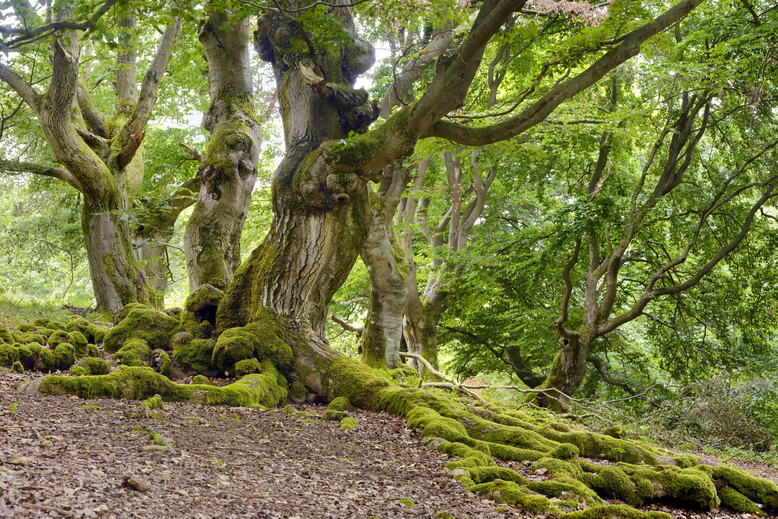 Le parc national de Kellerwald-Edersee/www.aufildeslieux.fr/Les arbres remarquables du parc national de Kellerwald-Edersee- Photo Francesco Carovillano