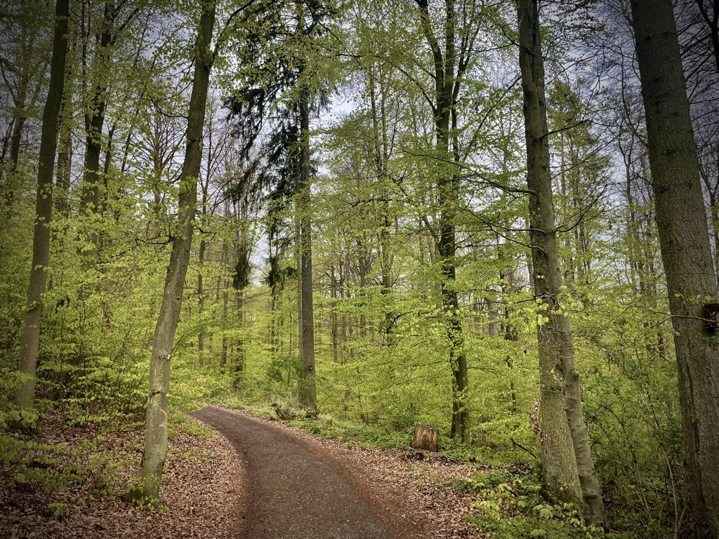 Le parc national de Kellerwald-Edersee/www.aufildeslieux.fr/La forêt de hêtres du parc national de Kellerwald-Edersee - Photo © K.HIBBS