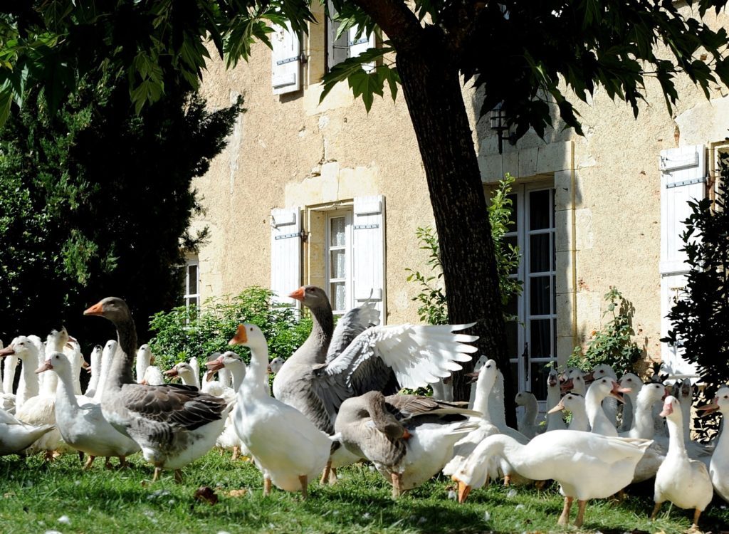  Gers, terre de création/aufildeslieux.fr/ Les oies de Terre Blanche©DR