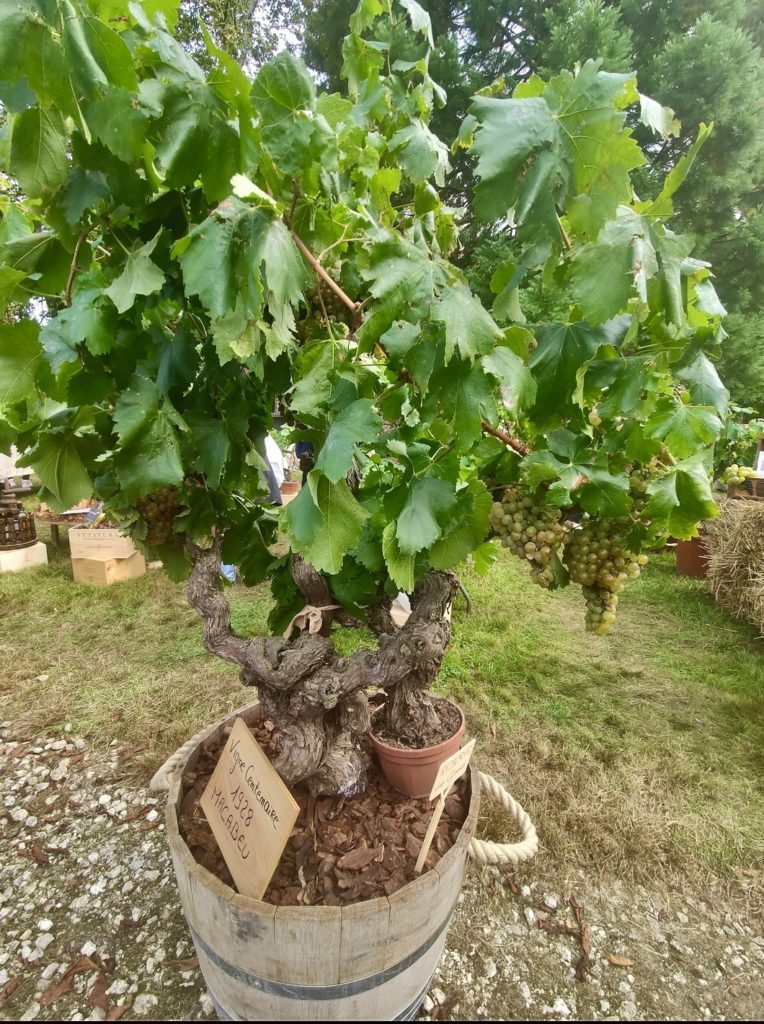 Fête des plantes au château de Saint-Jean de Beauregard/aufildeslieux.fr/ Vigne centenaire©K.Hibbs