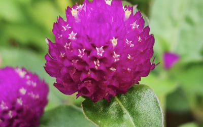 Fête des plantes au château de Saint-Jean de Beauregard