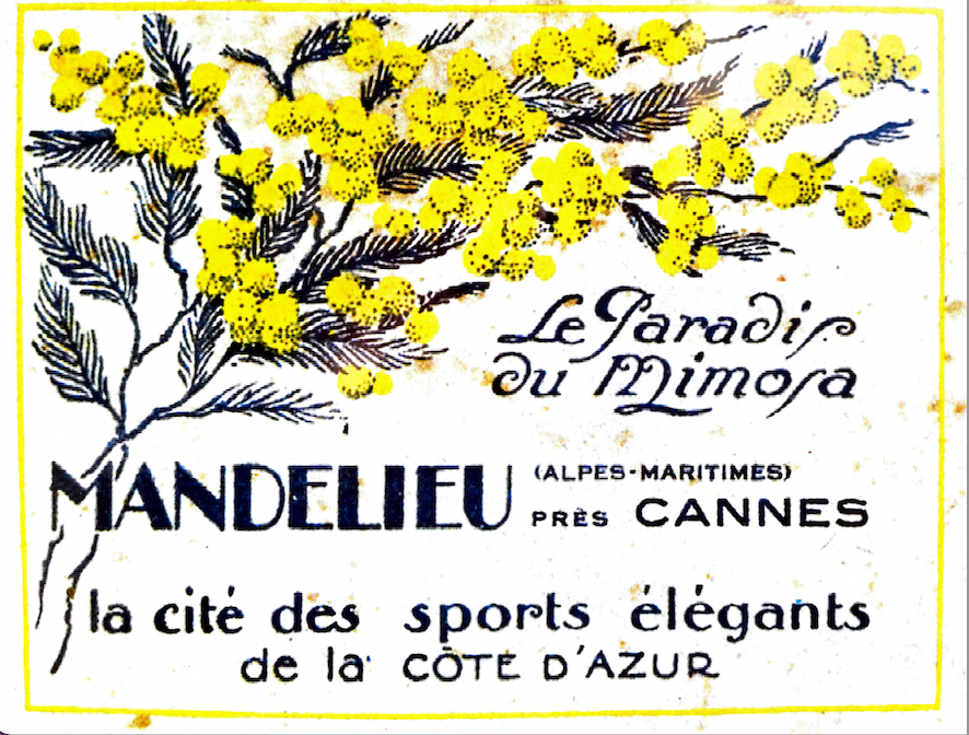  Le mimosa s'invite à Mandelieu-La-Napoule/aufildeslieux.fr/ réclame pour le mimosa© OT Mandelieu