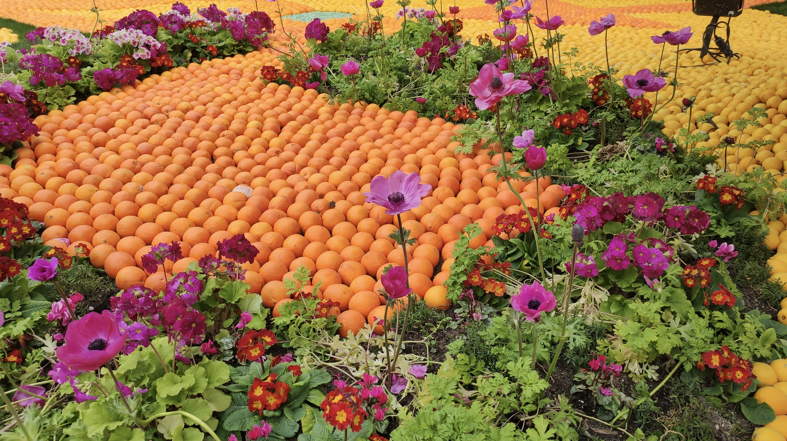 La Fête du citron sur le thème "Opéras et Danses"/aufildeslieux.fr/ Parterre de fleurs et d'agrumes dans les jardins Biovès© K.Hibbs