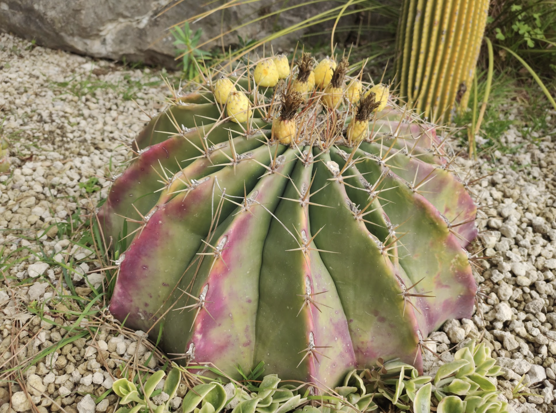Merveilleux jardins de la Côte d'Azur/ Collection de cactus du jardin exotique© K.Hibbs