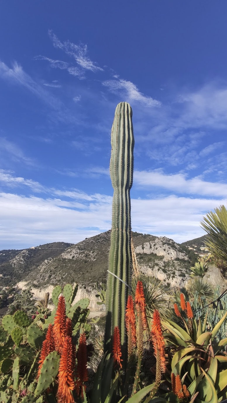 Merveilleux jardins de la Côte d'Azur/ Collection de cactus du jardin exotique©K.Hibbs