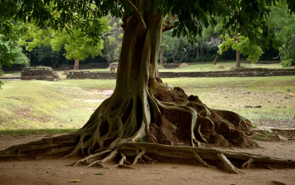 La plus belle larme de Bouddha/www.aufildeslieux.fr/ Racines tentaculaires dans les jardins de Sigiriya- Photo © K.HIBBS