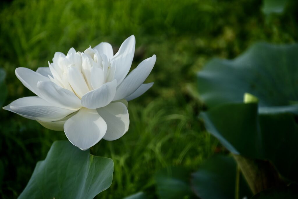 La plus belle larme de Bouddha/www.aufildeslieux.fr/ Une belle fleur de nénuphar- Photo © K.HIBBS