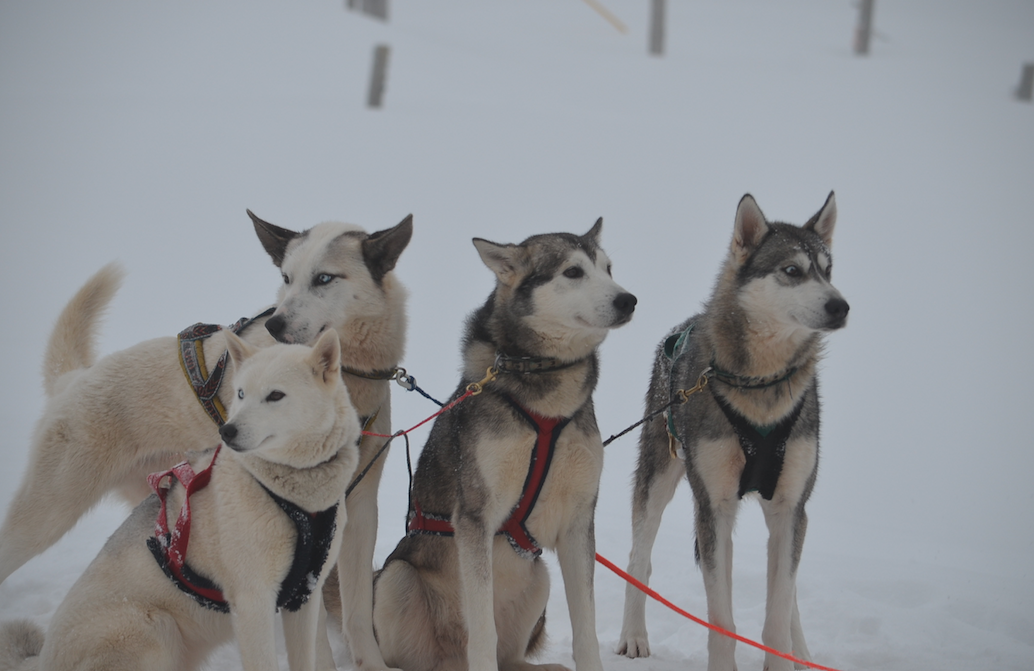 Dépaysement dans le Haut-Jura: Les chiens du Musher Alexis Champion ©K.HIBBS