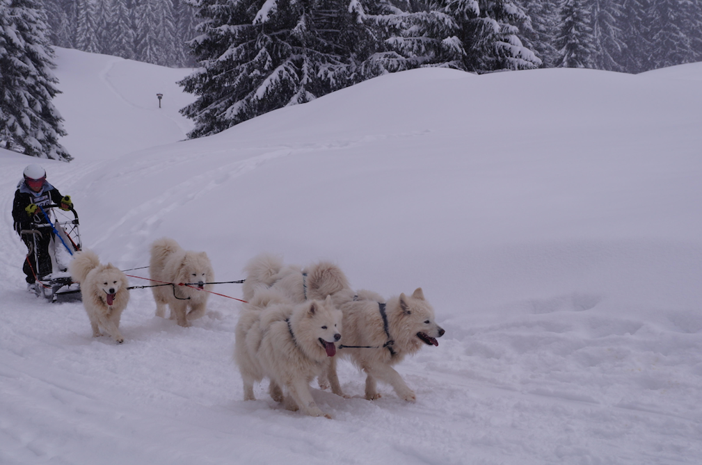 Dépaysement dans le Haut-Jura: course de mushers à La Pesse ©DR