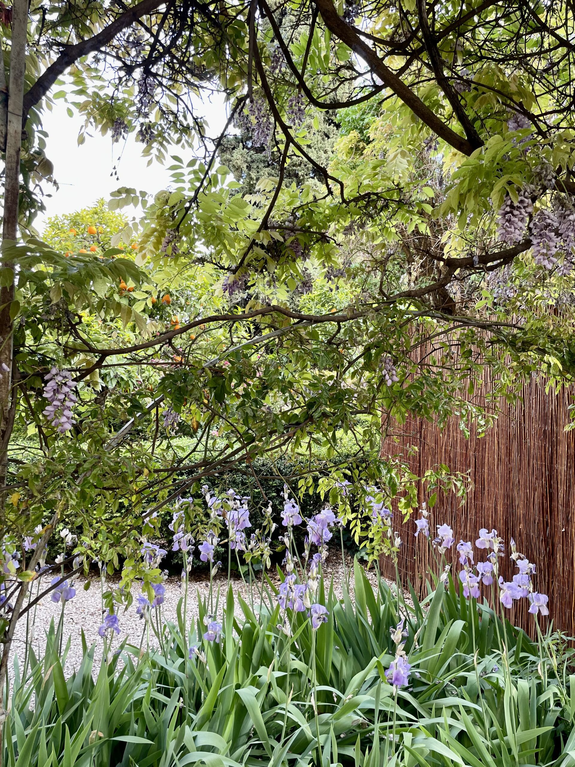 Les jardins éphémères de Grasse/aufildeslieux.fr/ Glycine et iris du jardin de la princesse Pauline à Grasse © K.HIBBS