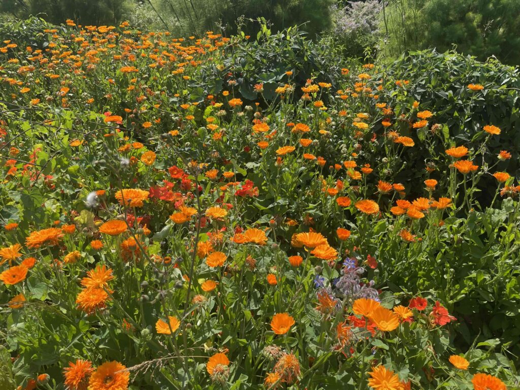 Le Potager du Roi/www.aufildeslieux.fr/ Champs de fleurs avec soucis © K.HIBBS