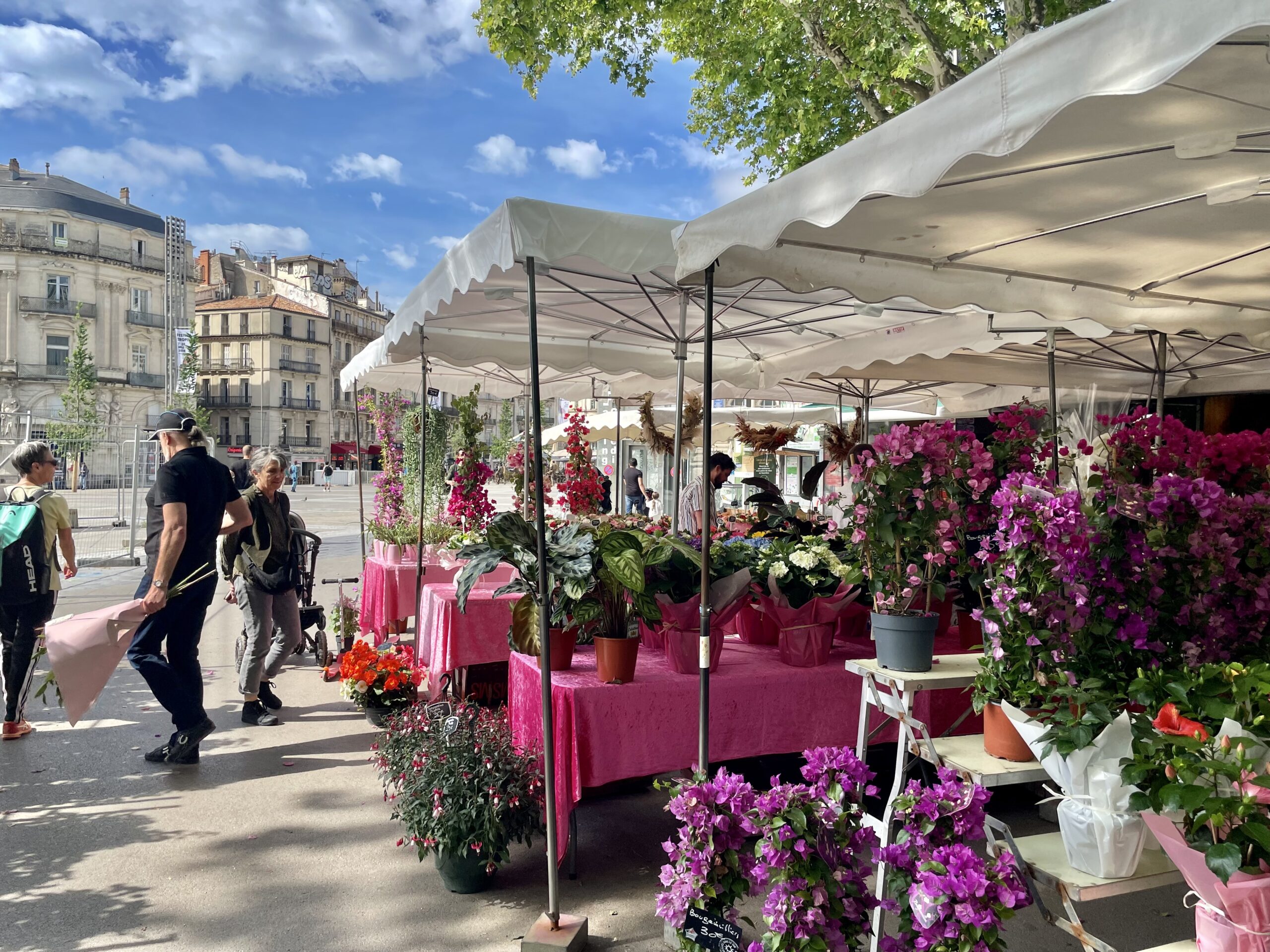 Montpellier, la belle languedocienne-www.aufildeslieux.fr-Marché aux fleurs de Montpellier © K.HIBBS