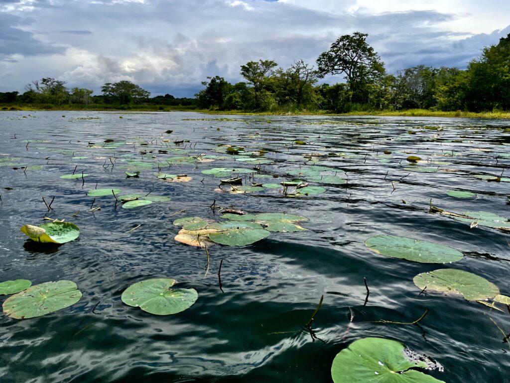 La plus belle larme de Bouddha/www.aufildeslieux.fr/ Nénuphars flottants- Photo © K.HIBBS