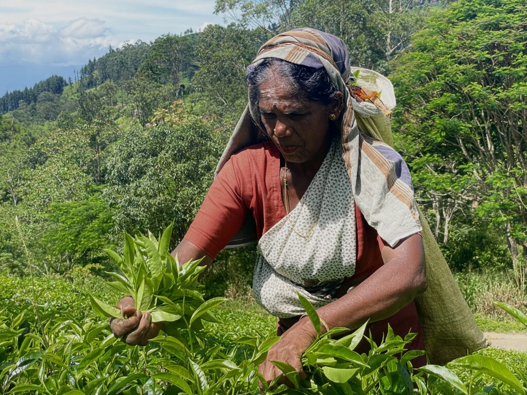 La plus belle larme de Bouddha/www.aufildeslieux.fr/ Cueilleuse de thé dans une plantation de Nuwara Eliya- Photo© K.HIBBS