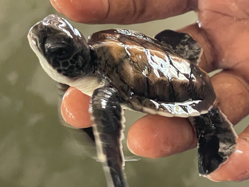 La plus belle larme de Bouddha/www.aufildeslieux.fr/ Bébé tortue du centre de conservation et de recherche de Kosgoda- Photo © K.HIBBS