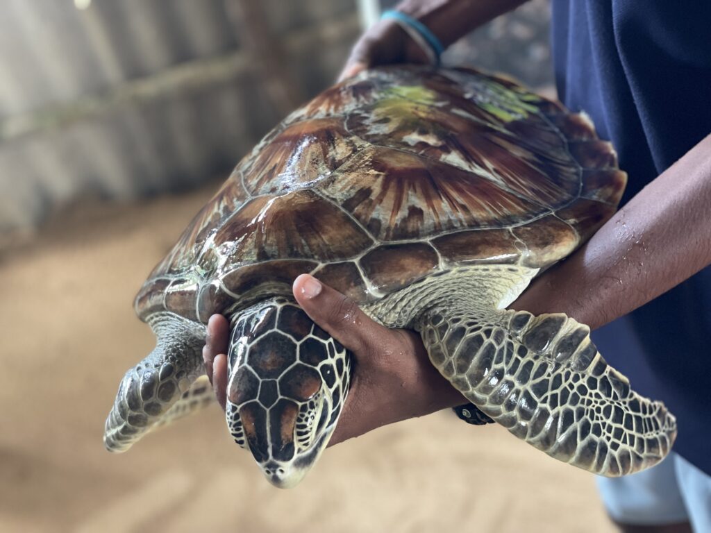 La plus belle larme de Bouddha/www.aufildeslieux.fr/ Tortue verte du centre de conservation et de recherche de Kosgoda- Photo © K.HIBBS