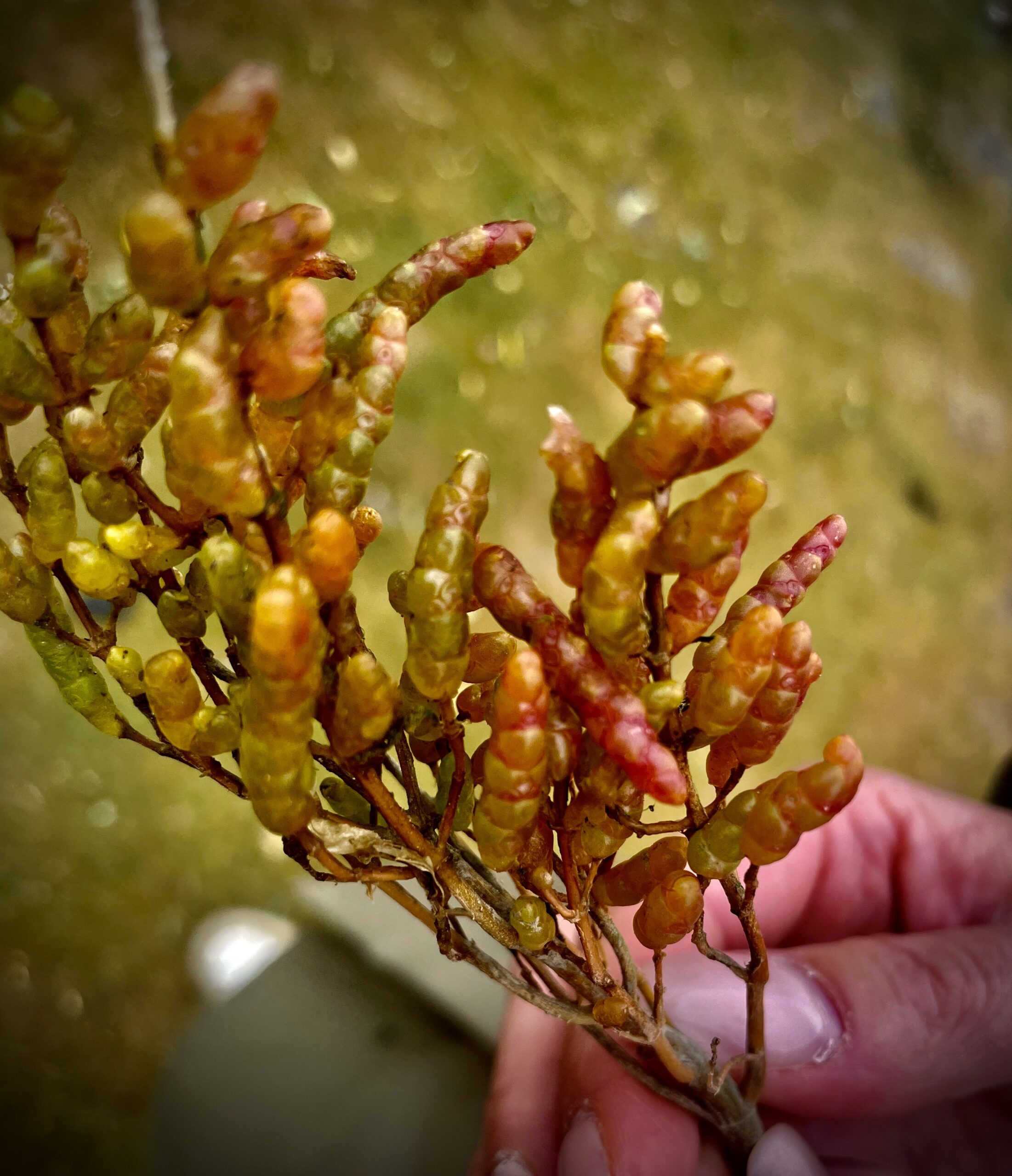 De Brême à Leer en Basse Saxe/www.aufildeslieux.fr/ Une plante dans les vasières © K.HIBBS