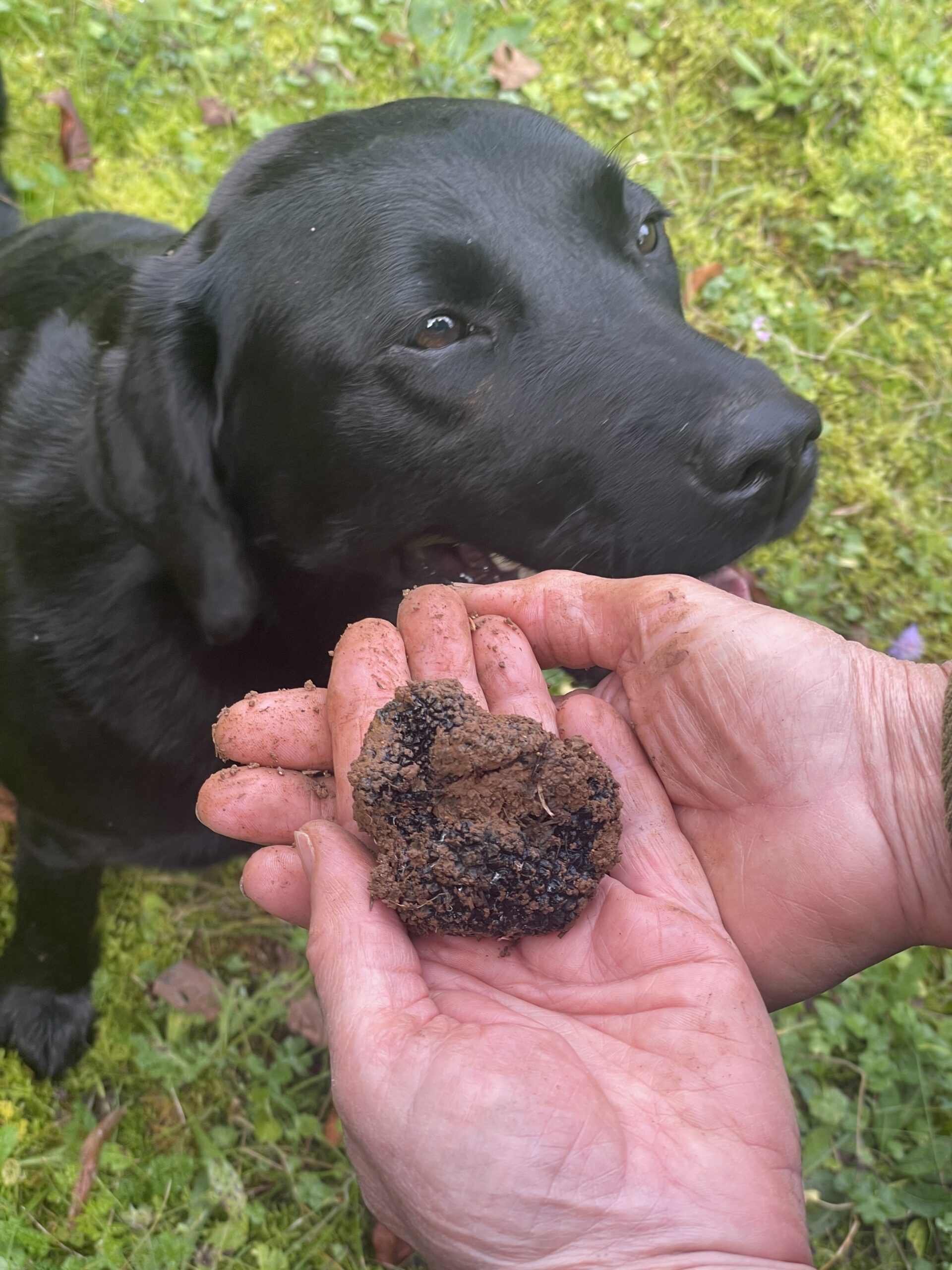 Une chasse aux truffes en Haute-Marne/www.aufildeslieux.fr/ Orka a remis fièrement sa première truffe- Photo © K.HIBBS