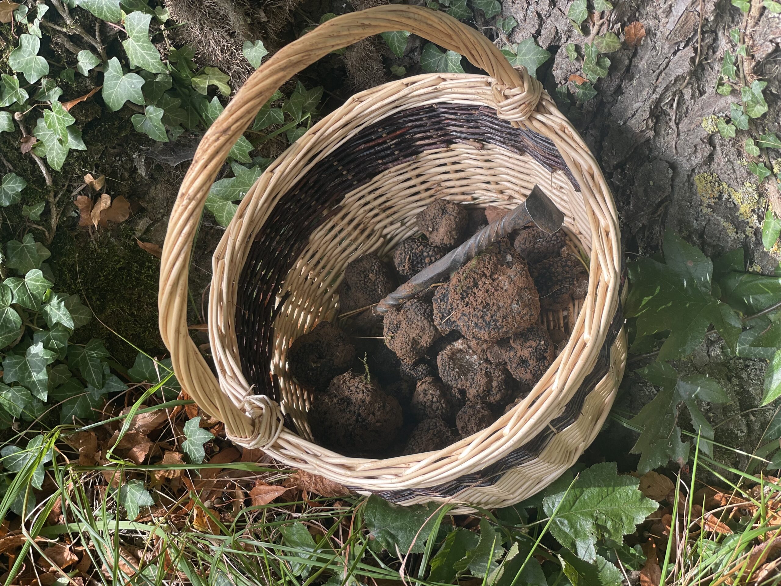 Une chasse aux truffes en Haute-Marne/www.aufildeslieux.fr/ Panier de truffes au pied de l'arbre - Photo © K.HIBBS