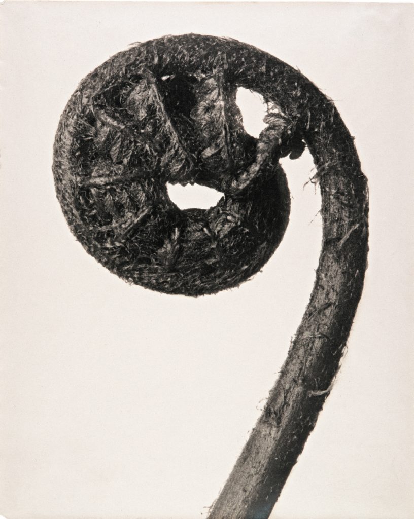  La beauté des lignes/aufildeslieux.fr/ Dryopteris filix,wurmfarn( common male fern) 1928 © Karl Blossfeldt (1865-1932) 