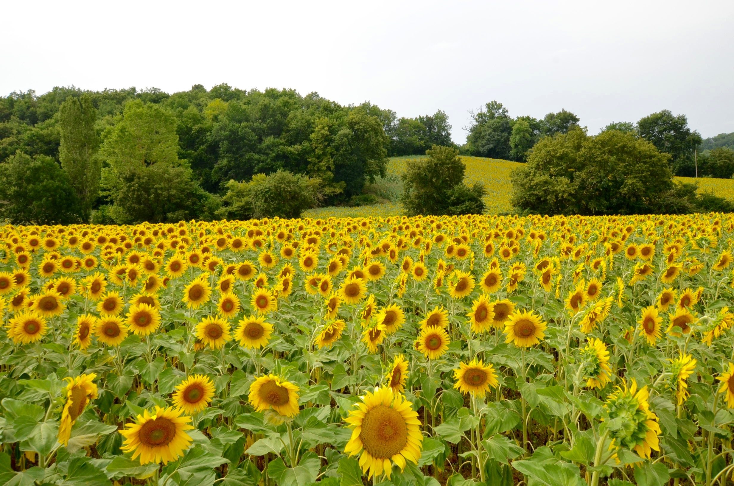 Le bonheur est dans le Gers:aufildeslieux.fr:champs de tournesols©K.Hibbs