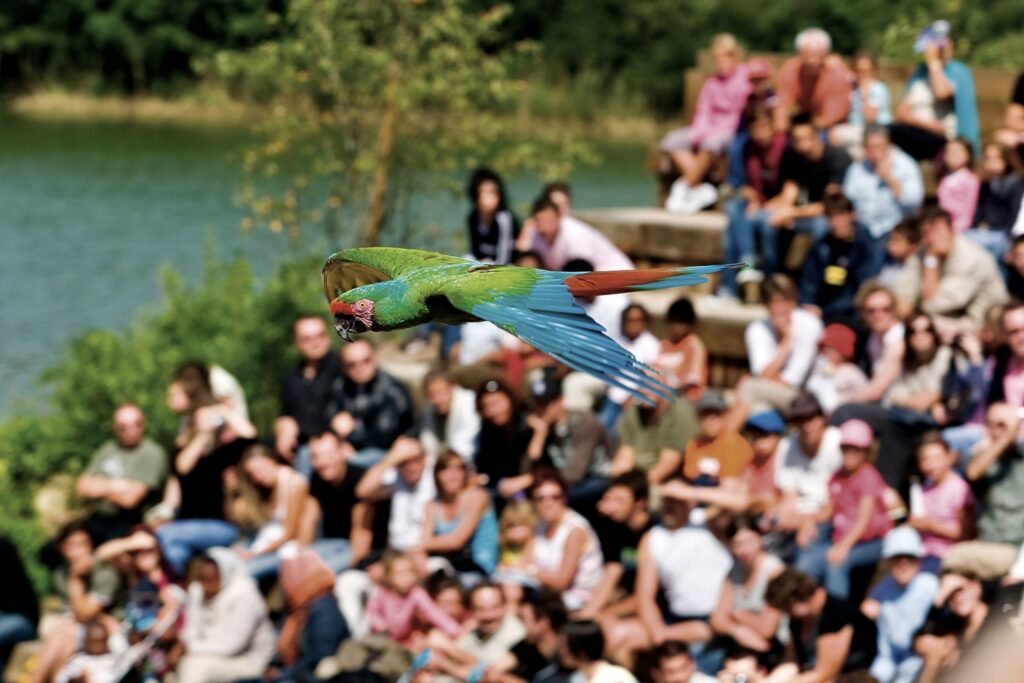 La Dombes aux mille étangs/www.aufildeslieux.fr/ Spectacle du Parc des Oiseaux - Photo ©JB Mérillot