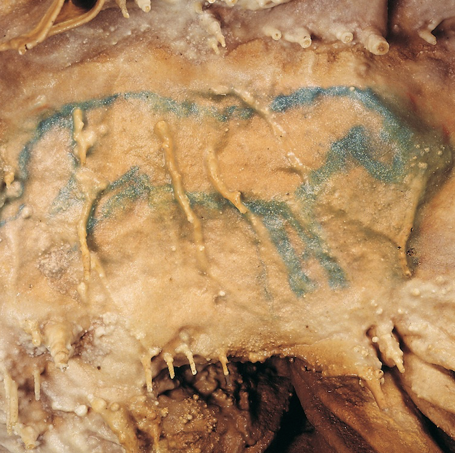 cheval bleu grotte de villars