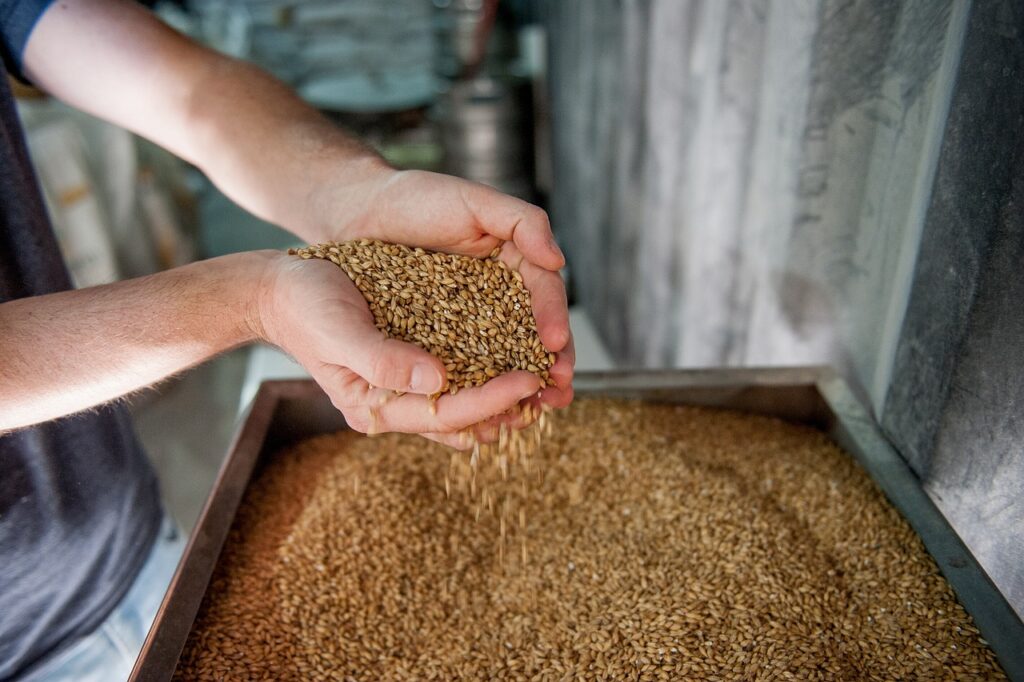  Les secrets de la bière tchèque/www.aufildeslieux.fr/Sélection des grains de malt - Photo © Pixabay