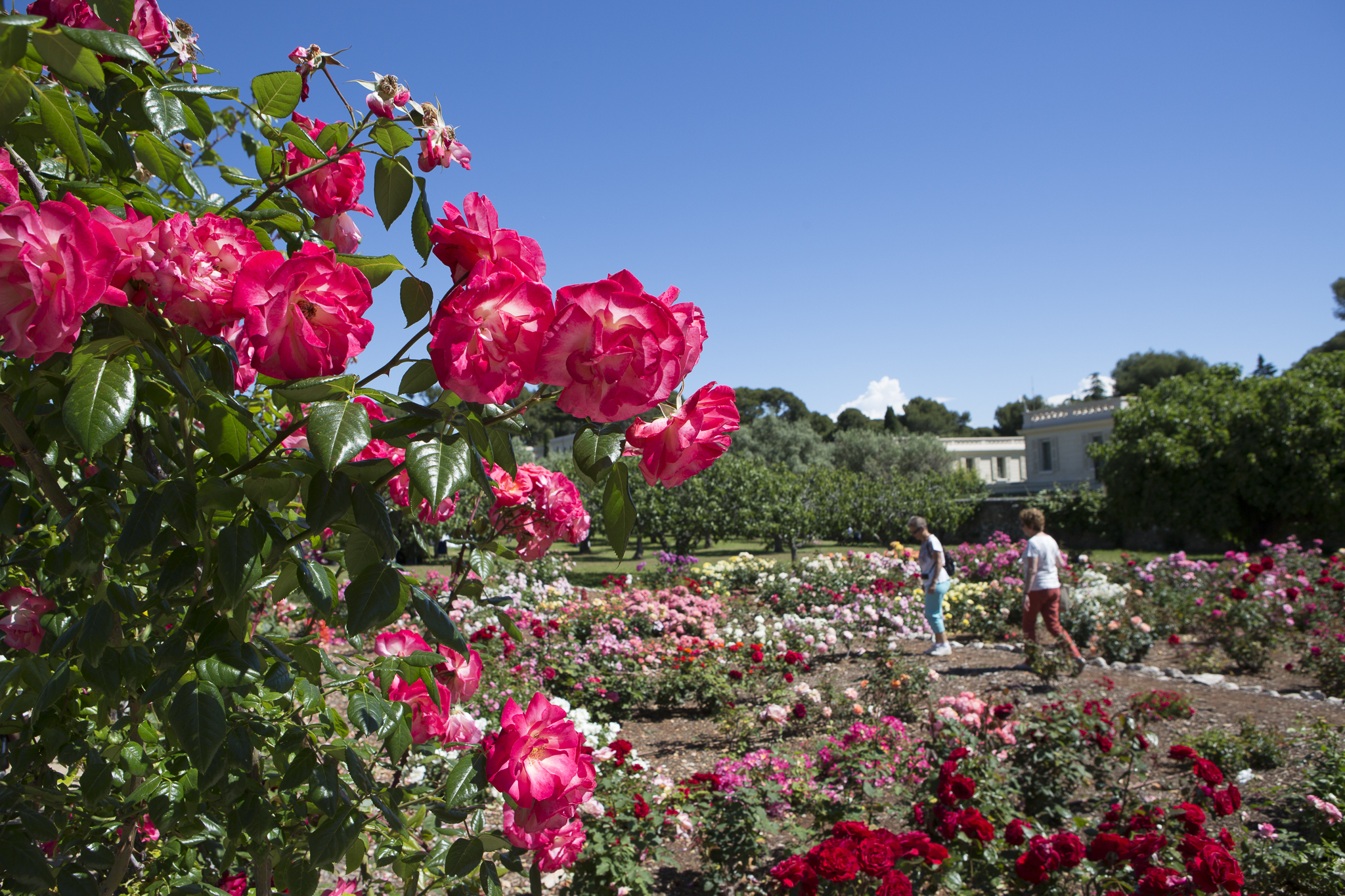  Un été indien à Antibes-Juan-Les-Pins/www.aufildeslieux.fr/La roseraie de la villa Eilenroc au printemps © Ville d'Antibes