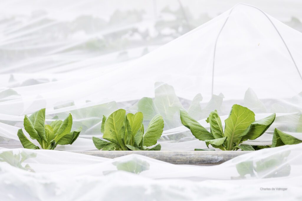 Le Potager du Roi/www.aufildeslieux.fr/ Culture de salades © Charles de Varlroger