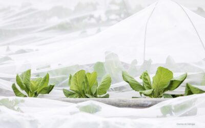 Le Potager du Roi